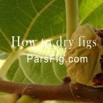 How to dry figs in your garden or at home